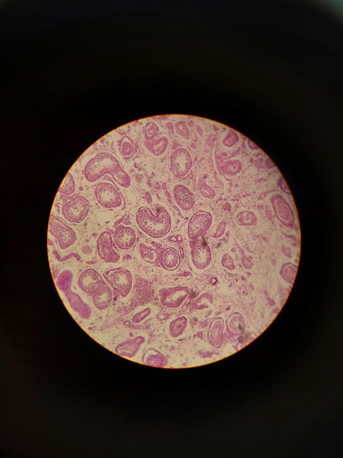 EmbryoScope Time-lapse培养箱与胚胎发育动态监测